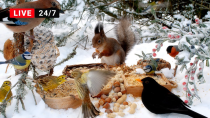 Thumbnail for Offline🔴24/7 Cat TV for Cats to Watch 😺 Little Birds and Red Squirrels on a Sunny Winter Day (4K) | Red Squirrel Studios
