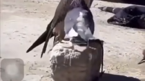 Thumbnail for Pigeon trying to flirt with a falcon. Not a single fuck was given