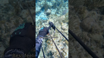 Thumbnail for Catching Fish With An Underwater Crossbow | Nick Kratka