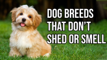 Thumbnail for Top 10 Dog Breeds That Don't shed or smell | Small Dog Breeds That Don't Shed | Amazing Dogs