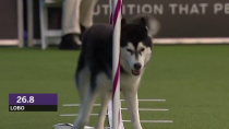Thumbnail for Dogs: husky vs border collie agility | Eyepetizer