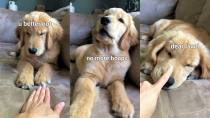 Thumbnail for Booping My Dog Too Many Times | Tucker Budzyn