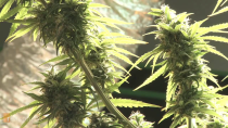 Thumbnail for Prop 19: Should Californians legalize marijuana?