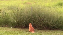 Thumbnail for Contemplating butterflies