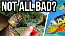 Thumbnail for 5 Introduced and Invasive Species That Are Good for the Ecosystem | Tsuki