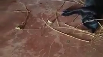 Thumbnail for Pigeon builds nest for pregnant cat