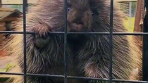 Thumbnail for Feeding a porcupine 