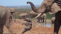 Thumbnail for Baby Elephant Being Thrown Around By Bull | Caters Clips