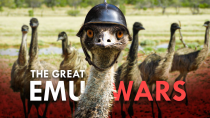 Thumbnail for The Emu War: How Emus Defeated The Australian Army | Animalogic