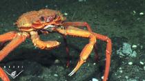 Thumbnail for Caught in the act: a crab eating frozen gas | MBARI (Monterey Bay Aquarium Research Institute)