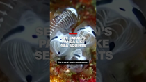 Thumbnail for See Japan’s new panda-like sea species