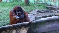 Thumbnail for Orangutan Asks for Banana Then Throws Back Peel | Rumble Viral