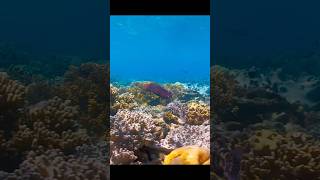 Thumbnail for It's incredible how well these two species complement each other. #wildlife #animals #shortvideo | ANIMAL WILD