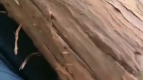 Thumbnail for A 100lbs Japanese lumberjack 