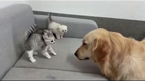 Thumbnail for "He's cool" - Momma Cat 