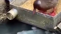 Thumbnail for Duck feeds fish friends