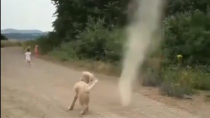 Thumbnail for Dog Stops Tornado from Forming | VARIUS