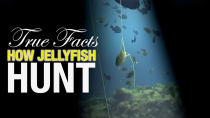 Thumbnail for True Facts: How Jellyfish Hunt | Ze Frank