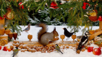 Thumbnail for 🔴 24/7 Christmas Cat & Dog TV: Little Birds & Red Squirrels at Xmas Nut Bar | Red Squirrel Studios