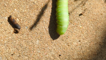 Thumbnail for Fat green caterpillar 