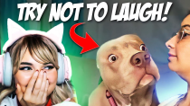 Thumbnail for Try Not To Laugh Challenge! (TikTok Edition) | DareBearLive