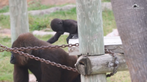 Thumbnail for Gladys Porter Zoo mourns death of western lowland gorilla | Fully Vaccinated Gorilla Dies of Multiple Organ Failures