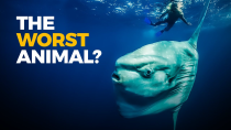 Thumbnail for The Insane Biology of: The Sunfish | Real Science