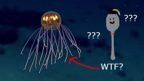 Thumbnail for WTF are Jellyfish? | Wisdom Spoon