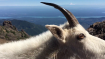 Thumbnail for Mountain goat greets me up at the summit of Mt. Ellinor in Washington. | Kevindication