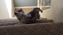 Thumbnail for Husky Puppy Tumbles down Stairs | DailyPicksandFlicks