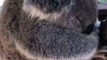 Thumbnail for Sleeping koala