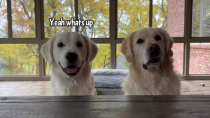 Thumbnail for Golden Retriever Pup Tries Bananas For The First Time | Charlie The Golden 18