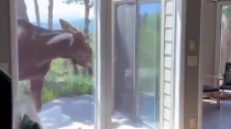 Thumbnail for Moose in Colorado