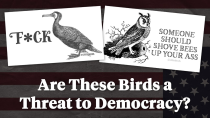 Thumbnail for Are These Vulgarity-Spouting Birds a Threat to Democracy?