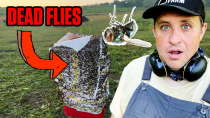Thumbnail for How a Farmer Won a War Against Flies | Gold Shaw Farm