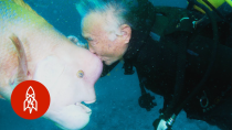 Thumbnail for Aquatic Affection: How a Scuba Diver Found a Good Friend Under the Sea | Great Big Story