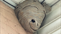 Thumbnail for Duct tape vs Hornet nest (trapping them inside) | Wasp Hunter