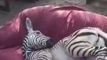 Thumbnail for Just a zebra relaxing on a sofa in South Africa