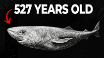 Thumbnail for Nothing About The Greenland Shark Is Normal… Here’s Why | BeyondTheBlue