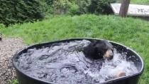 Thumbnail for May I offer you a bear splashing in a tub in these troubling times?