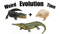 Thumbnail for How Evolution Made Toads Behave like Crocodiles | Sciencephile the AI