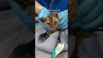 Thumbnail for These Brave Kittens Survived The LA Fires | The Dodo