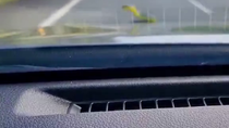 Thumbnail for There's a snake on the car 🐍