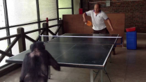 Thumbnail for Monkey Plays Ping Pong 2 | Toom Tipavongsa