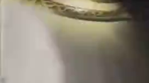 Thumbnail for FL man captures 19 foot burmese python