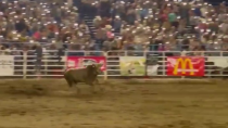 Thumbnail for A bull named "Party Bus"hops the fence and wrecks rodeo goers in Oregon.
