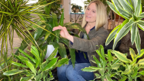 Thumbnail for Dracaena Plant Care 101 | Dragon Tree and Corn Plant | PLANTERINA