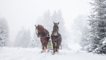 Thumbnail for Celtic Christmas Carols, Soft Holiday Christmas Music "Snowy Winter Sleigh Ride "Open Road Folk | Open Road Folk Music