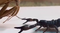 Thumbnail for Praying mantis vs Scorpion 🦂