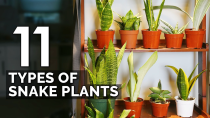 Thumbnail for 11 Snake Plant Varieties to Add To Your Collection ASAP | Epic Gardening